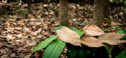 sustainable components  such as Society, Environment, Economy message  wrote on dried leaf put in tree branch  with many dried leaves as background. concept for sustainable, environment preserve