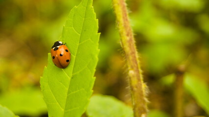 Ladybug on a leaf on a summer day © Marcin Olszewski 