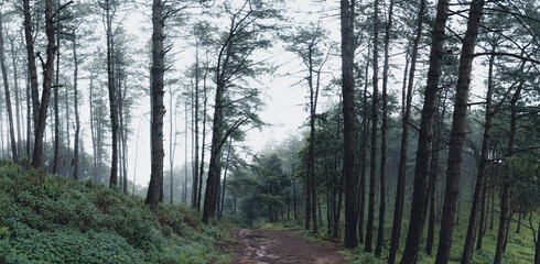 Trees and green forest entrances in the rainy season