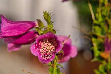 Roter Fingerhut, Digitalis purpurea, Gartenpflanze mehrj&auml;hrig
