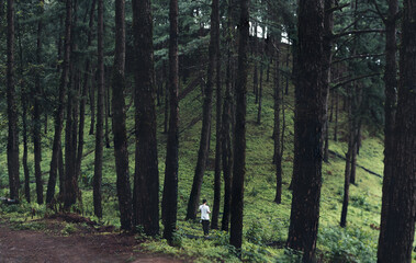 Trees and green forest entrances in the rainy season