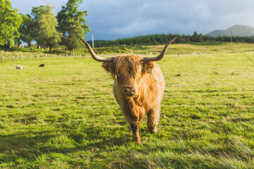 Highland cattle cow in landscape, Scotland