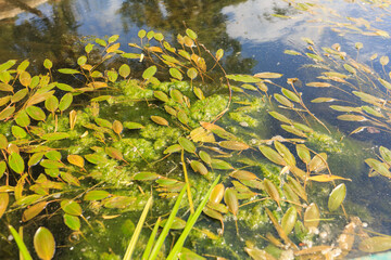 water lily closeup