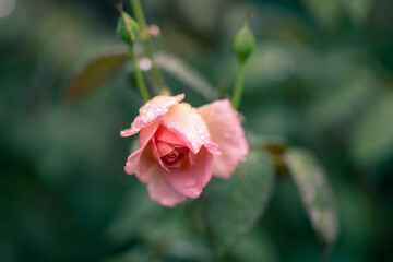雨に咲くバラの花