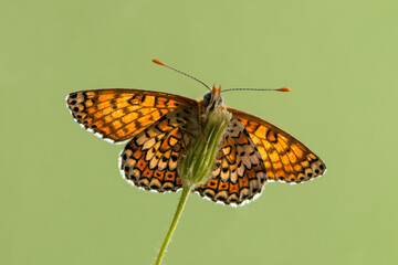 Obraz premium Orange Butterfly Melita spread its wings on a summer morning in a meadow