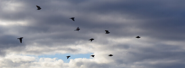 Envol de pigeons