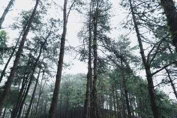 Trees and green forest entrances in the rainy season