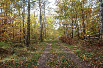 Las Łężyce woj. pomorskie