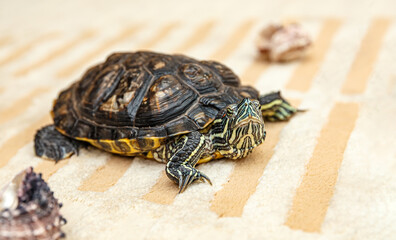 A rub-eared tortoise crawls on a yellow carpet.