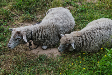 Gray lambs pinch grass in the meadow and drink water.