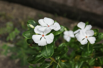 White Catharanthus roseus flower