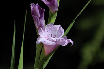 Purple pink gladiolous flower