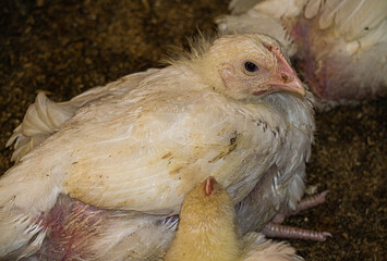 Broiler chicks on an eco farm in the countryside.