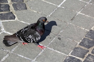 Dove Pidgeon in Town detail