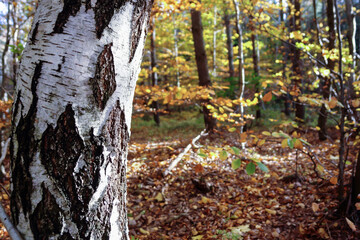 Brzoza las Łężyce woj. pomorskie