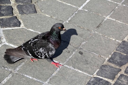 Dove Pidgeon In Town Detail