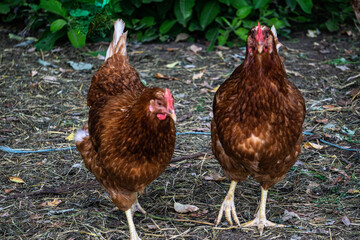 two motley brown hens walk on a farm in the countryside.