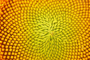Sunflower close-up in a field on a Sunny day