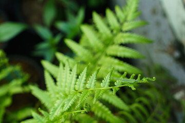 The leaves of a vegetable fern with a grasshopper perched