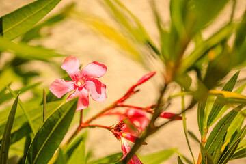 Rosa Oleander Blüte im Sonnenlicht
