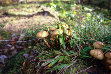 Las Łężyce woj. pomorskie © Izabela