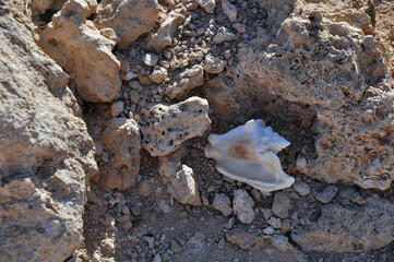Seashell on an island in the Red Sea.