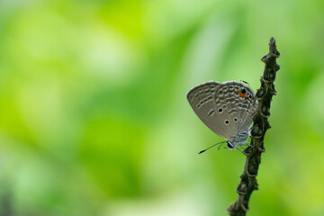 A small butterfly on a green background