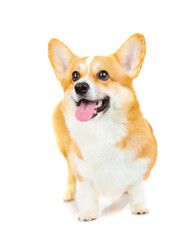 cute welsh corgi puppy looking up on a white background