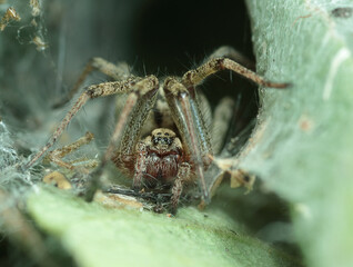 Spider waiting for prey