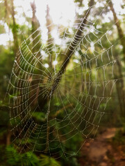spider web with dew drops