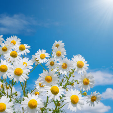 Daisies on a background of blue sky and clouds in the sun. Macro photo of gorgeous white flowers