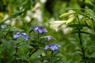 雨に濡れて咲くユリと紫陽花