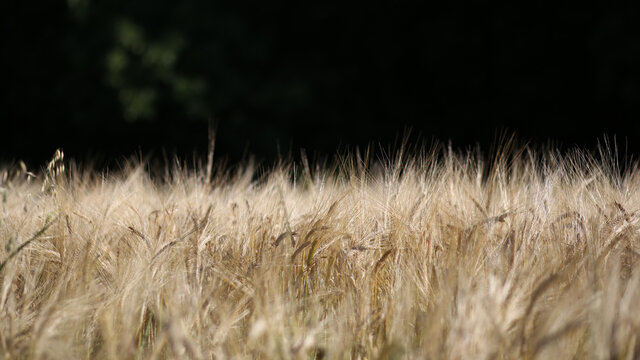 Ears of wheat at the dark green background. Wheat field. Wheat background