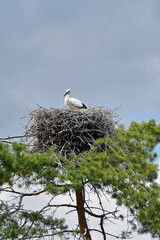 storch im nest
