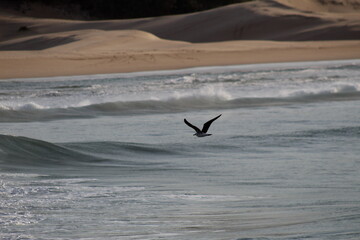 Sea bird flying over the ocean