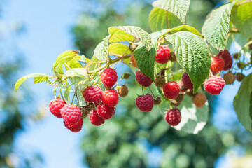 Ripe raspberry in the fruit garden. Raspberry bushes with ripe berries