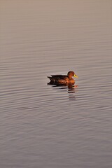 Ducks swimming in a pond