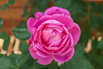 Fototapeta na wymiar Pink rose flower in garden.