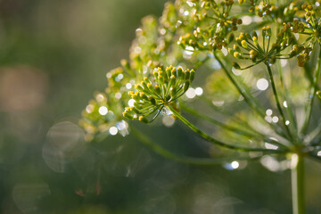 Green buds on a sprig of dill after rain