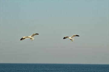 Sea birds flying over the ocean