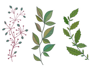 Set of beautiful twigs. Hand drawn vector illustration.