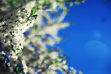 Bright spring greens at dawn in the forest. Nature comes to life in early spring.