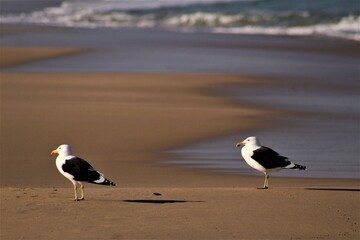 seagulls on the beach
