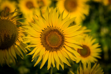 Panorama con girasoli e vigne