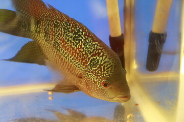 tropical fish in aquarium