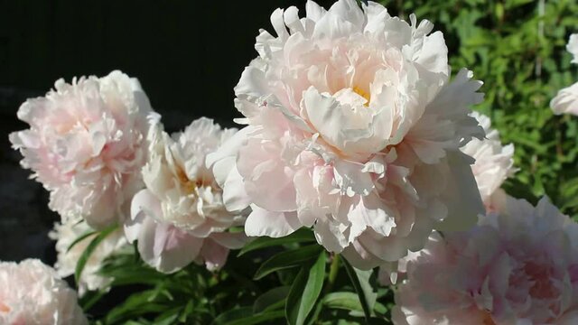 Amazing pink peonies sway in the garden. Windy sunny day. 