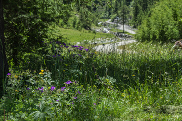 Passeggiate estive