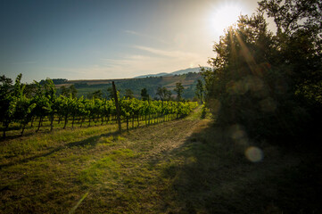 Naklejka premium Panorama con girasoli e vigne