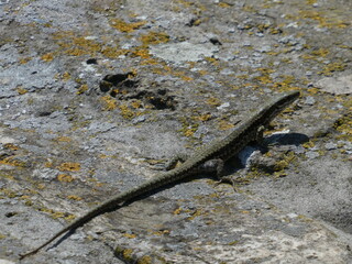 Lizard with long tail standing on the stone