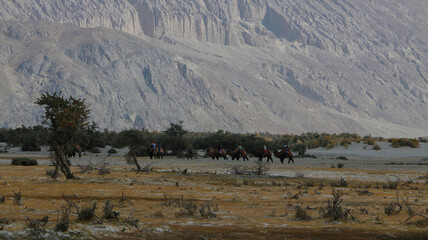 winter landscape with snow